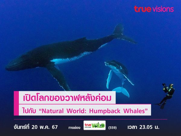 เปิดโลกของวาฬหลังค่อมไปกับ “Natural World: Humpback Whales”