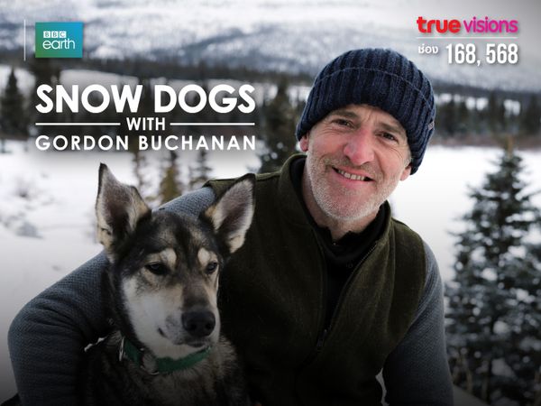 Snow Dogs with Gordon Buchanan