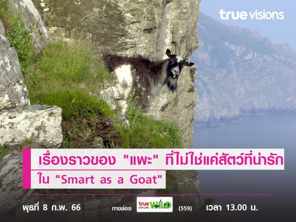 สำรวจเรื่องราวของ "แพะ" ที่ไม่ใช่แค่สัตว์ที่น่ารัก แต่พวกมันฉลาดอย่างน่าประหลาดใจ  ใน "Smart as a Goat"