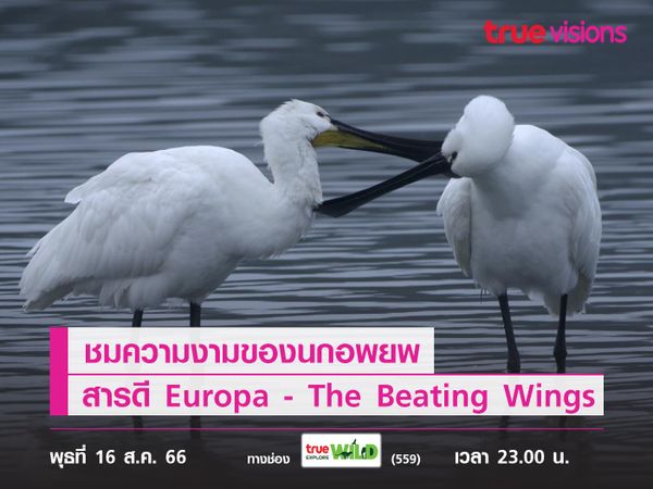 ชมความงามของนกอพยพจากสารดี Europa - The Beating Wings"