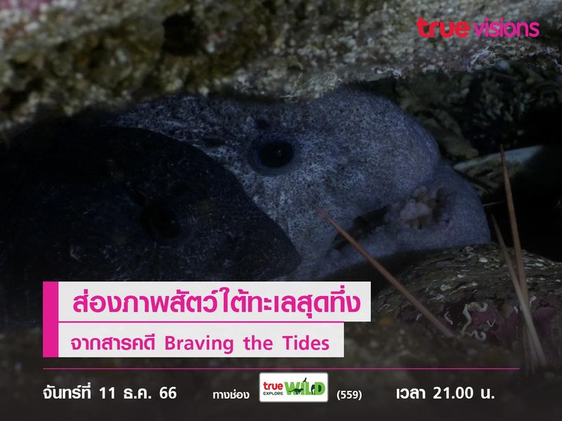 ส่องภาพสัตว์ใต้ทะเลสุดทึ่งจากสารคดี Braving the Tides