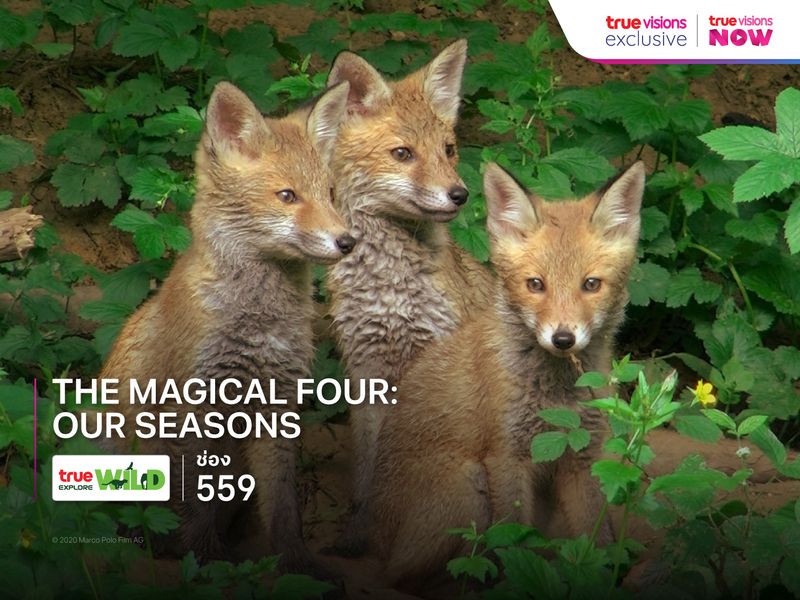 The Magical Four - Our Seasons