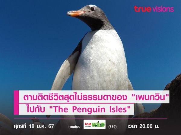 ตามติดชีวิตสุดไม่ธรรมดาของ "เพนกวิน" ไปกับ "The Penguin Isles"