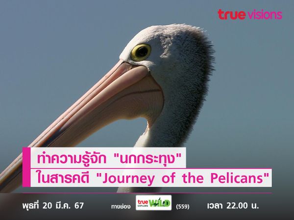 ทำความรู้จัก "นกกระทุง" ในสารคดี "Journey of the Pelicans" 
