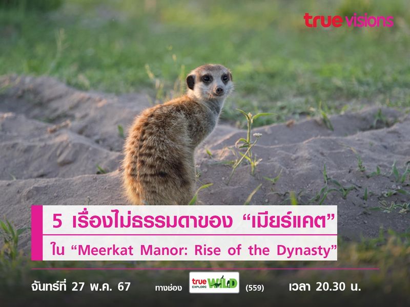 5 เรื่องไม่ธรรมดาของ “เมียร์แคต” ใน “Meerkat Manor: Rise of the Dynasty”