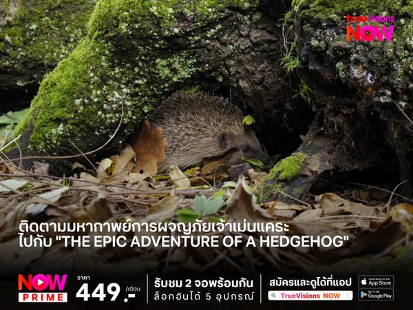 ติดตามมหากาพย์การผจญภัยเจ้าเม่นแคระ ไปกับ "The Epic Adventure of a Hedgehog"