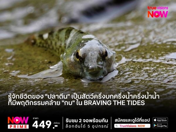 รู้จักชีวิตของ "ปลาตีน" เป็นสัตว์ครึ่งบกครึ่งน้ำครึ่งน้ำน้ำ ที่มีพฤติกรรมคล้าย "กบ"