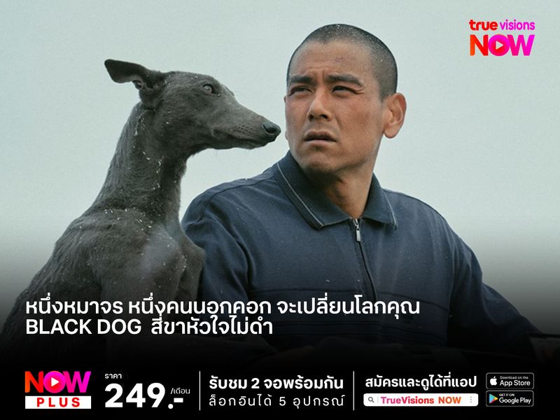 มิตรภาพต่างสายพันธุ์ หนึ่งหมาจร หนึ่งคนนอกคอก จะเปลี่ยนโลกคุณ Black Dog  สี่ขาหัวใจไม่ดำ