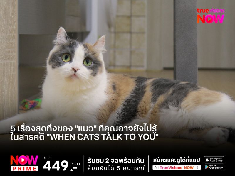 5 เรื่องสุดทึ่งของ "แมว" ที่คุณอาจยังไม่รู้ ในสารคดี "When Cats Talk to You"