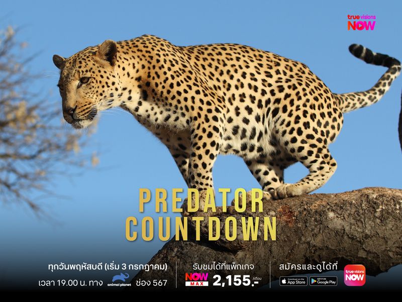 Predator Countdown ถอดรหัสล่า