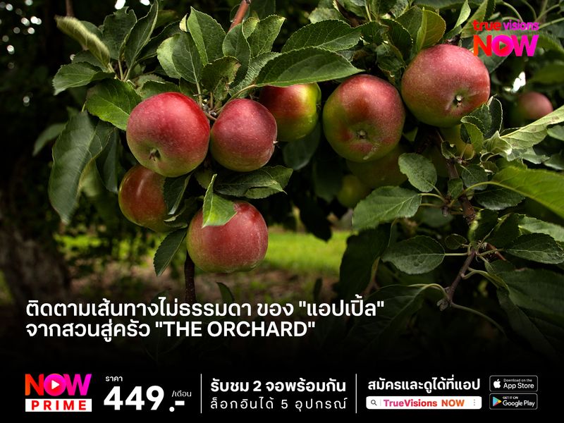 ติดตามเส้นทางไม่ธรรมดา ของ "แอปเปิ้ล" จากสวนสู่ครัว "The Orchard"