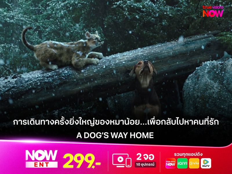 รีวิวหนัง A Dog’s Way Home การเดินทางครั้งยิ่งใหญ่ของหมาน้อย…เพื่อกลับไปหาคนที่รักที่สุด