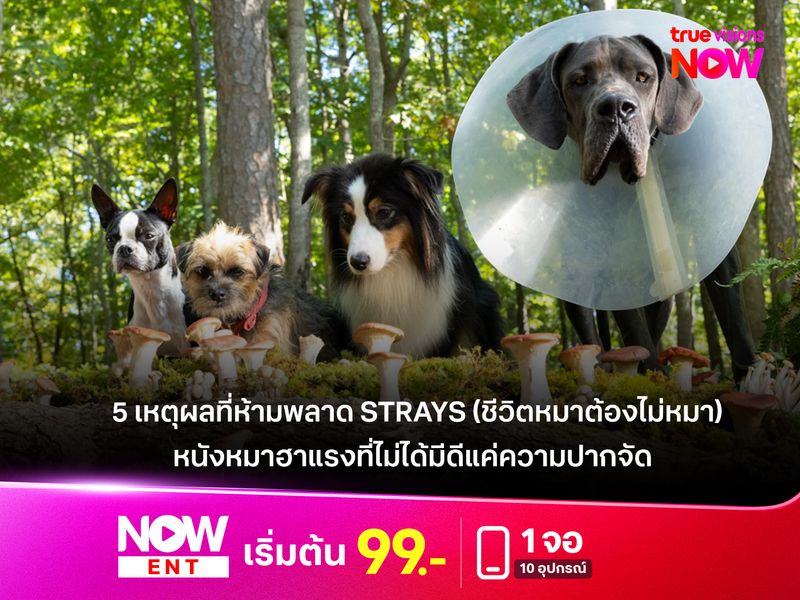 5 เหตุผลที่ห้ามพลาด Strays ชีวิตหมาต้องไม่หมา หนังหมาฮาแรงที่ไม่ได้มีดีแค่ความปากจัด