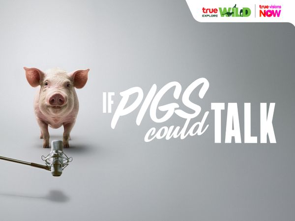 If Pigs Could Talk: ถ้าหมูพูดได้ … มันอยากบอกอะไรเราบ้างนะ