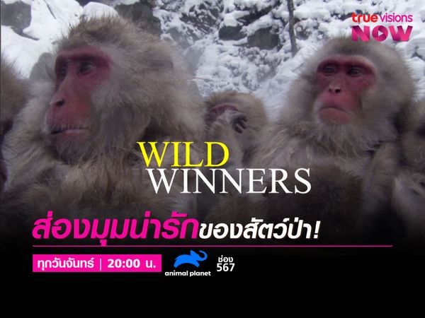 Wild Winners / ส่องมุมน่ารัก ของสัตว์ป่า‼️