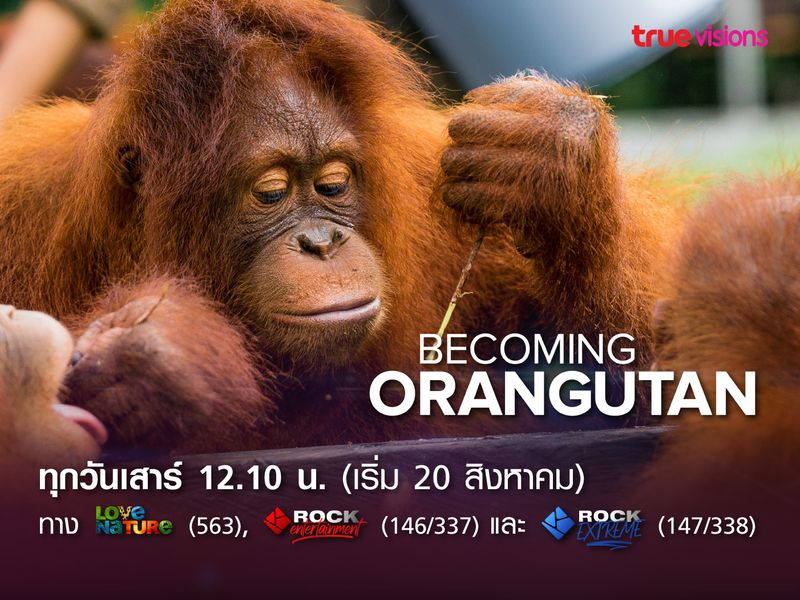 ทรูวิชั่นส์เชิญทุกท่านรับชม Becoming Orangutan รายการพิเศษเนื่องในวันอุรังอุตังโลก