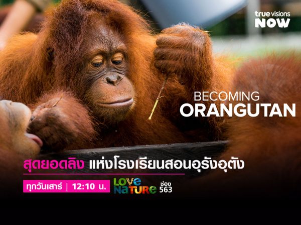 Becoming Orangutan | โรงเรียนสอนอุรังอุตัง