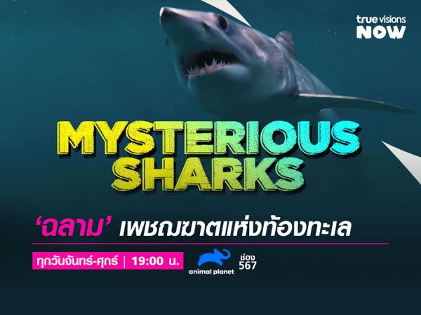Mysterious Sharks: Stunt | "ฉลาม" เพชฌฆาตแห่งท้องทะเล