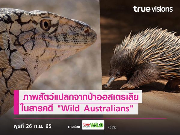 ภาพสัตว์แปลกจากป่าออสเตรเลียในสารคดี "Wild Australians"